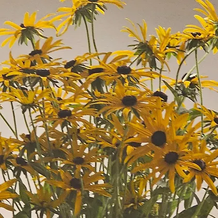 Kamp Brda And 营地 Kojsko