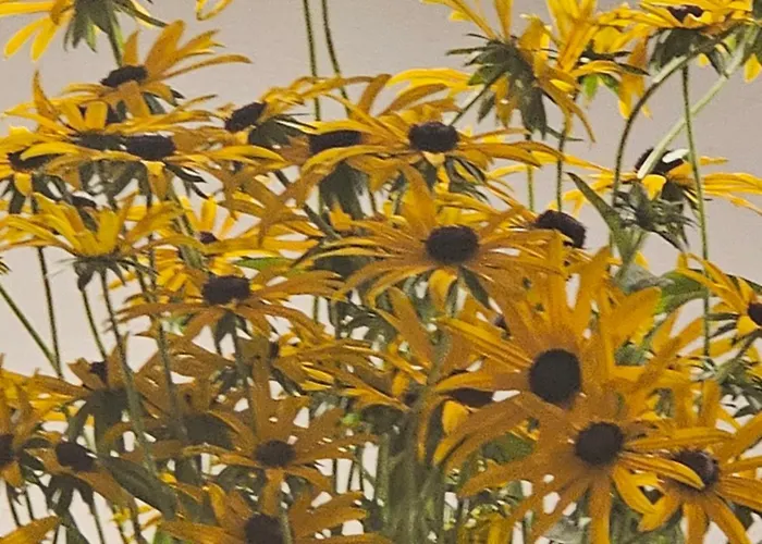 Kamp Brda And Campsite Kojsko